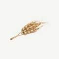 Gold wheat brooch on a gray background